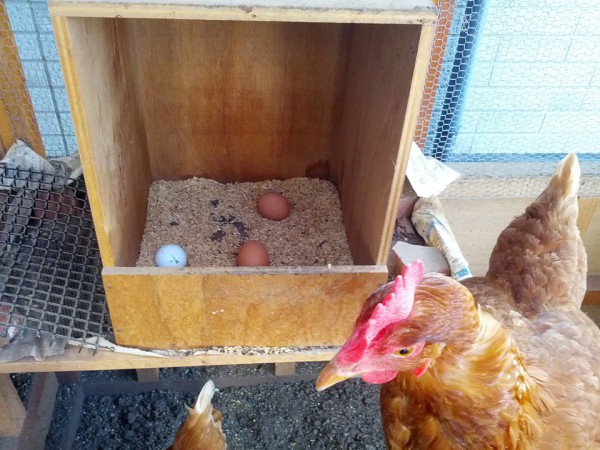 産卵箱には2個のタマゴがありました