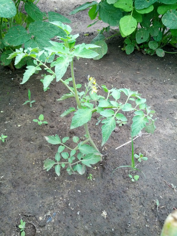 トマトを剪定した際の枝を植えてみた-7月