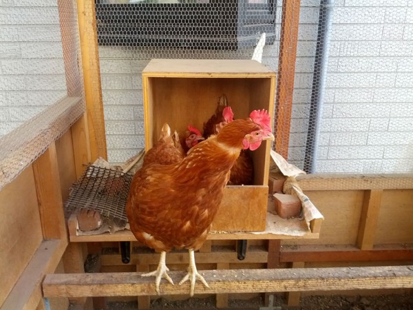 ニワトリが何かに興味を持ちました