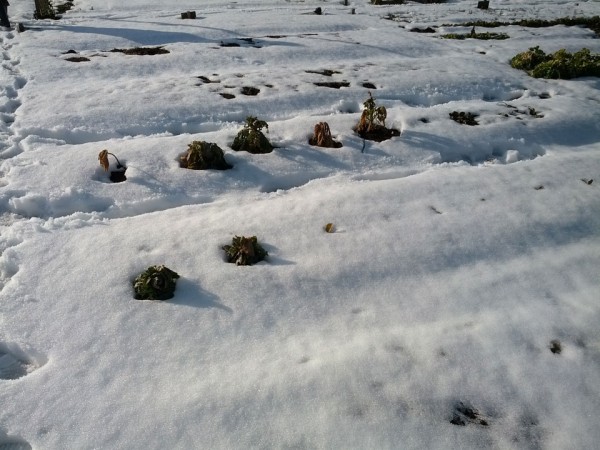 雪が降った冬の畑-20130131