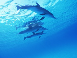 海の中を泳ぐイルカ