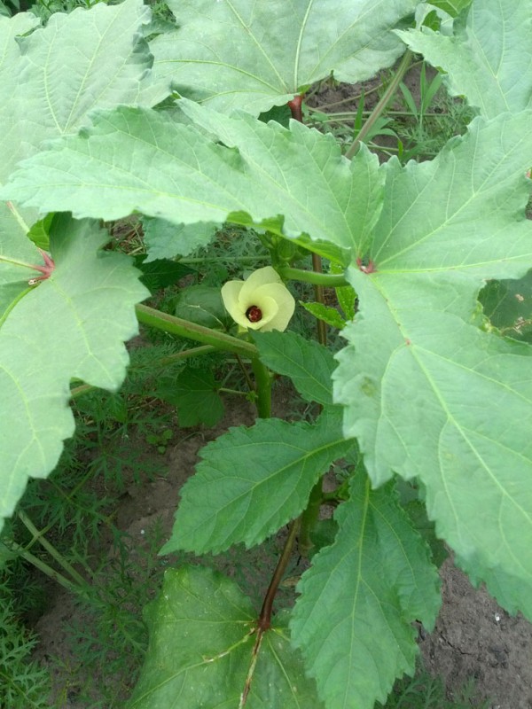 オクラの花-20120806