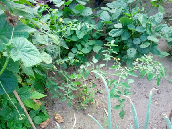 剪定時に植えたトマト-201207