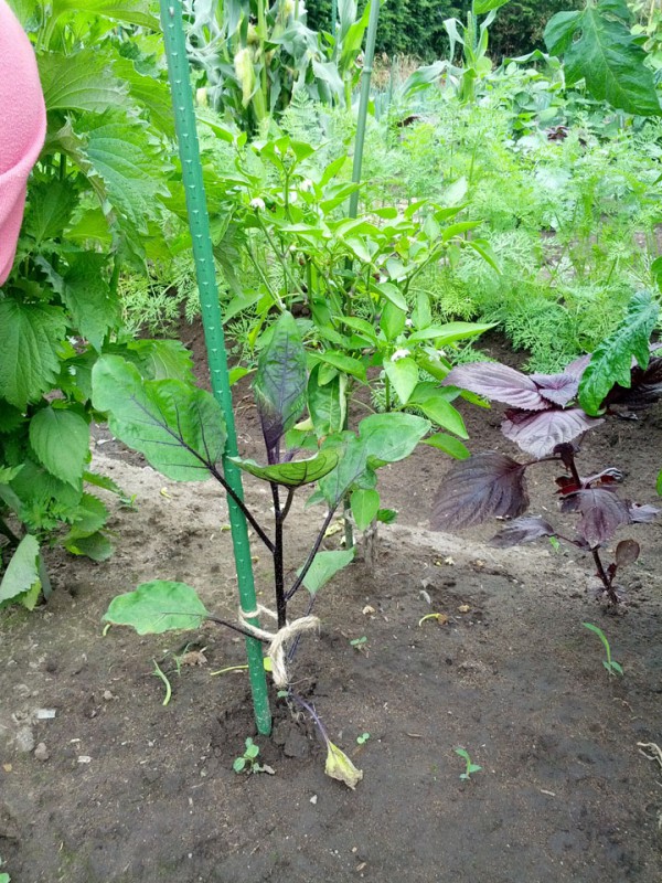 ナス苗時間差植え-7月