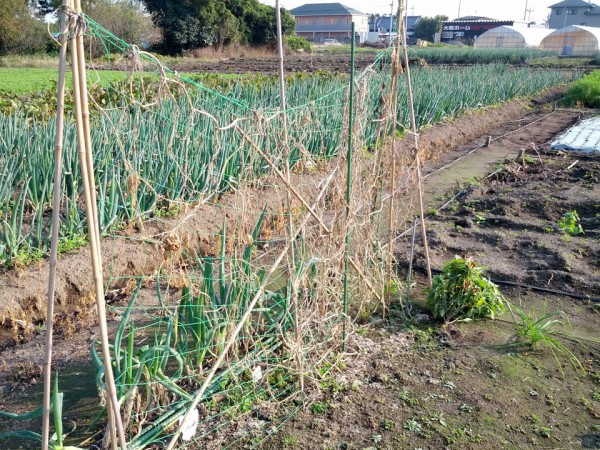 キュウリ収穫後-20121026