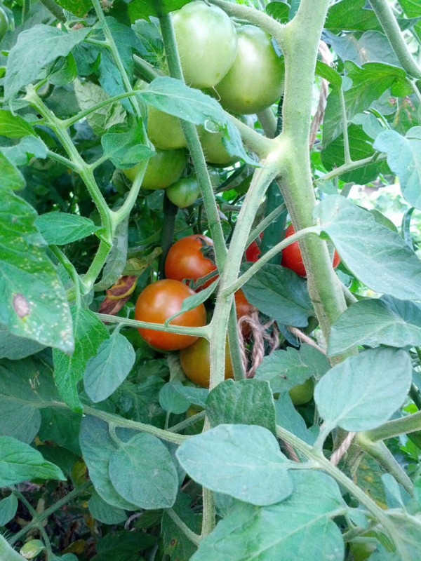 たくさんのトマト-20120730