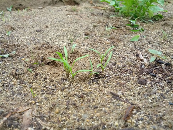 人参が芽を出した