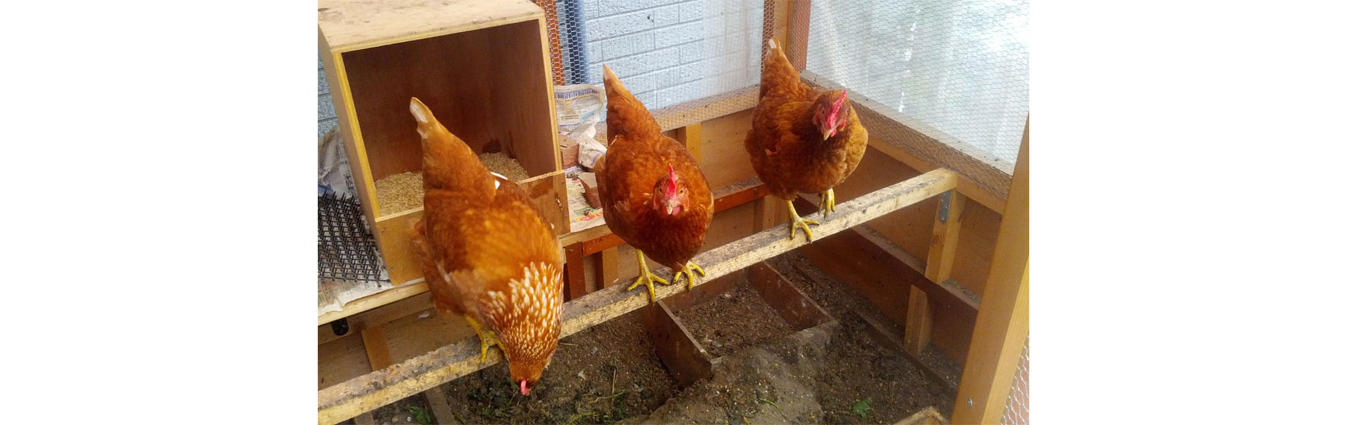 鶏舎の中で撮った3羽のニワトリ_トップスライド画像